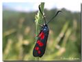 Zygaena filipendulae